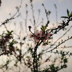 当年懵懂女孩到结婚陈嘉视频
